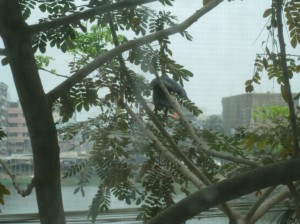 Ahh Dhaka... the idylic crow by the putrid lake...